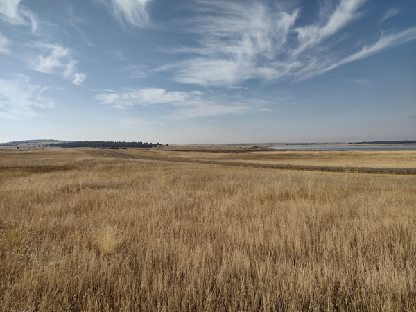Wyoming yellow prairie grass and blue sky