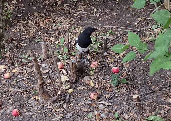 magpie on ground among apples